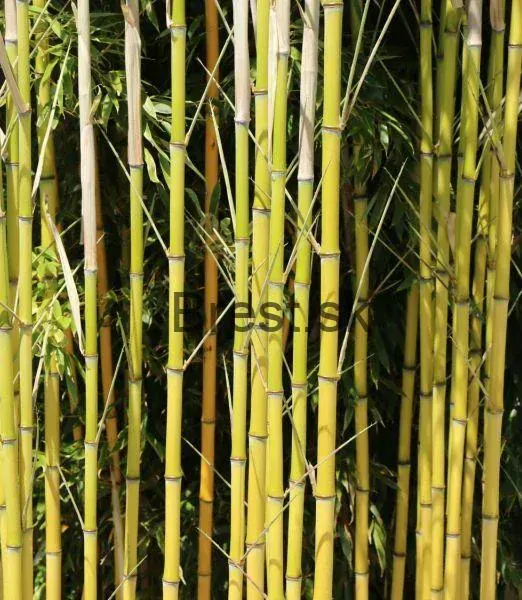 Phyllostachys aureosulcata Aureocaulis